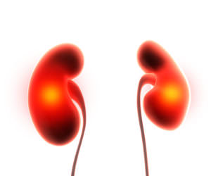 kidneys organ pain 3d illustration